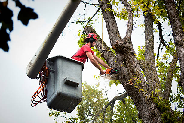 Best Tree Maintenance Programs  in Red Springs, NC